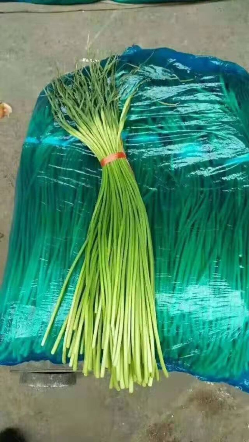 金乡红帽蒜薹(代发全国各地)欢迎新老客户前来采购