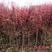 红枫苗，日本红枫红舞姬中国红枫，美国红枫，品种枫园欢迎您
