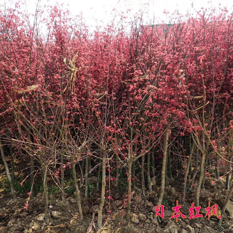 红枫苗，日本红枫红舞姬中国红枫，美国红枫，品种枫园欢迎您