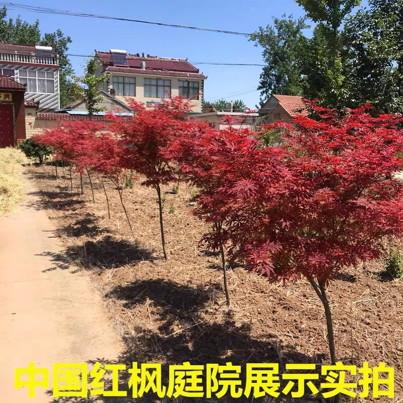 红枫苗，日本红枫红舞姬中国红枫，美国红枫，品种枫园欢迎您