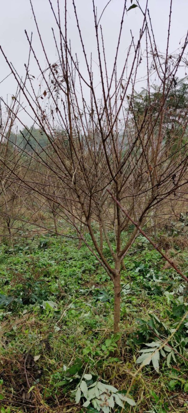 碧桃树