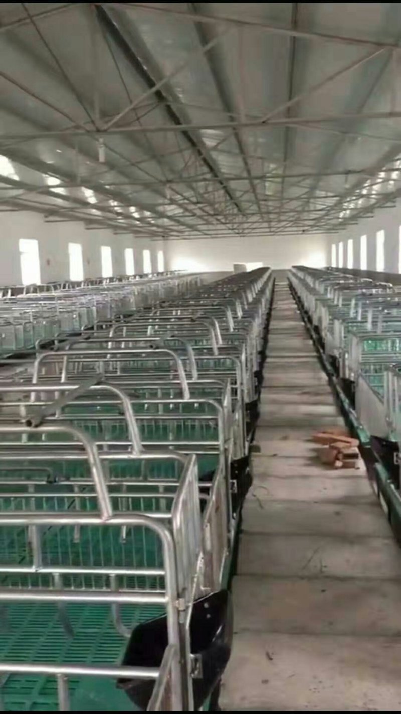 母猪产床母猪定位栏限位栏肉猪定位栏养猪设备