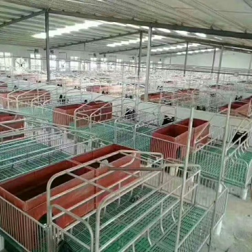 母猪产床母猪定位栏限位栏肉猪定位栏养猪设备