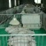 母猪产床母猪定位栏限位栏肉猪定位栏养猪设备