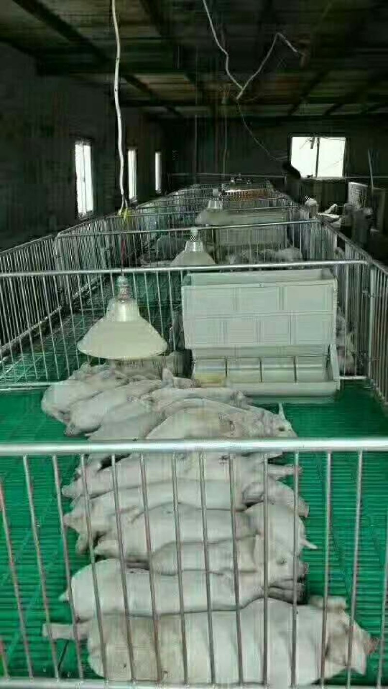 母猪产床母猪定位栏限位栏肉猪定位栏养猪设备