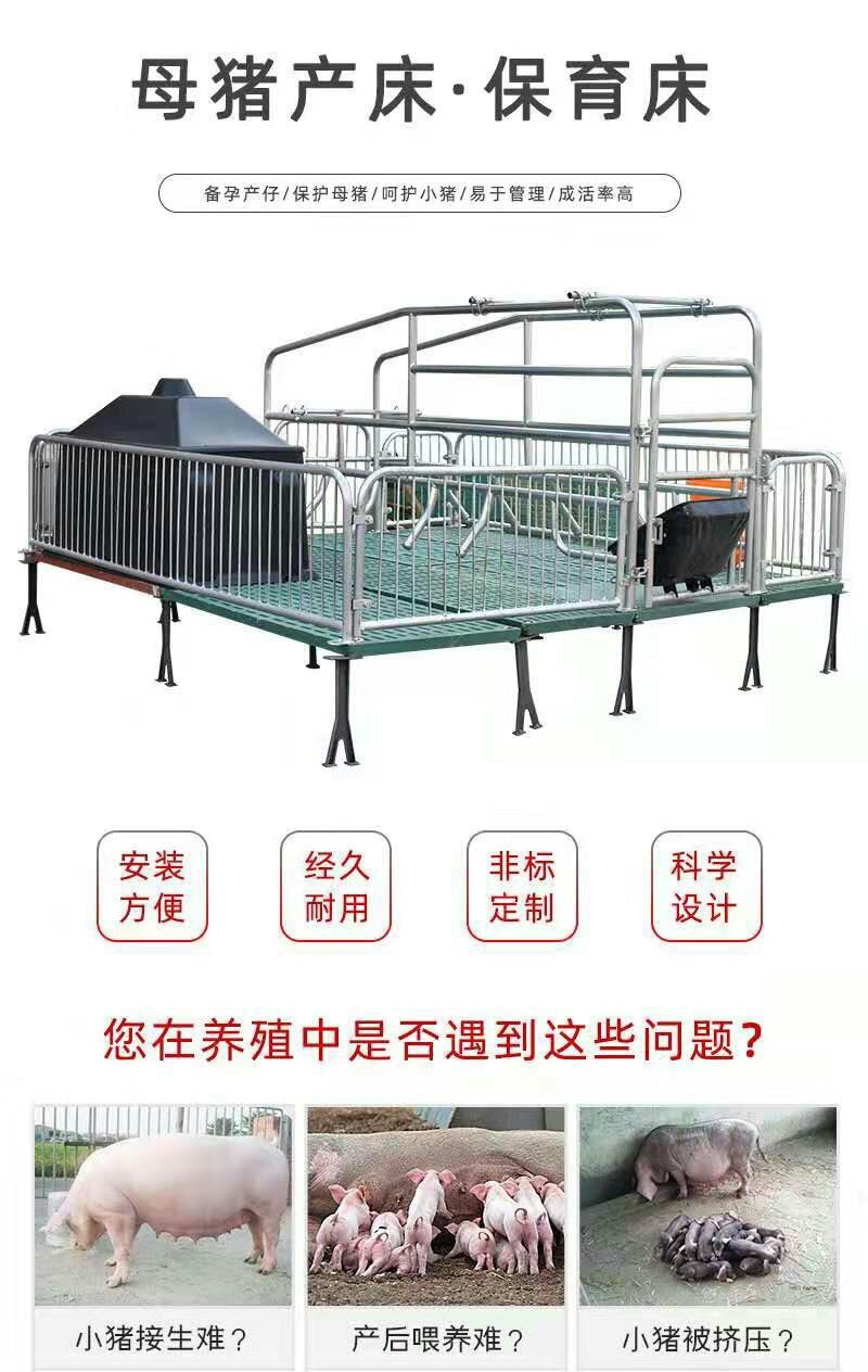 母猪产床母猪定位栏限位栏肉猪定位栏养猪设备