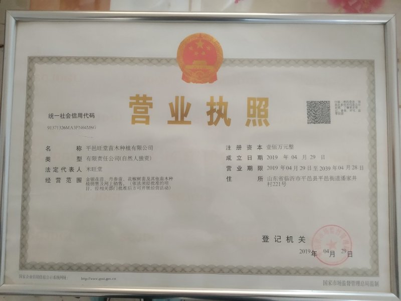 金银花苗，1年苗，育杰一号，价格优惠，包技术包回收