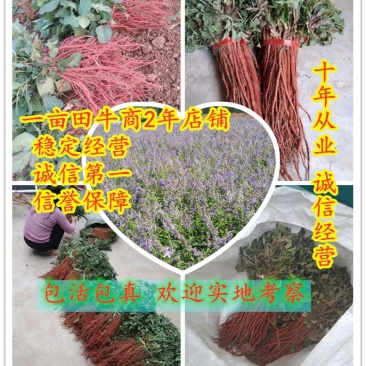 【精品】优质丹参苗包质量包成活率。包回收一条龙服务