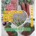 【精品】优质丹参苗包质量包成活率。包回收一条龙服务