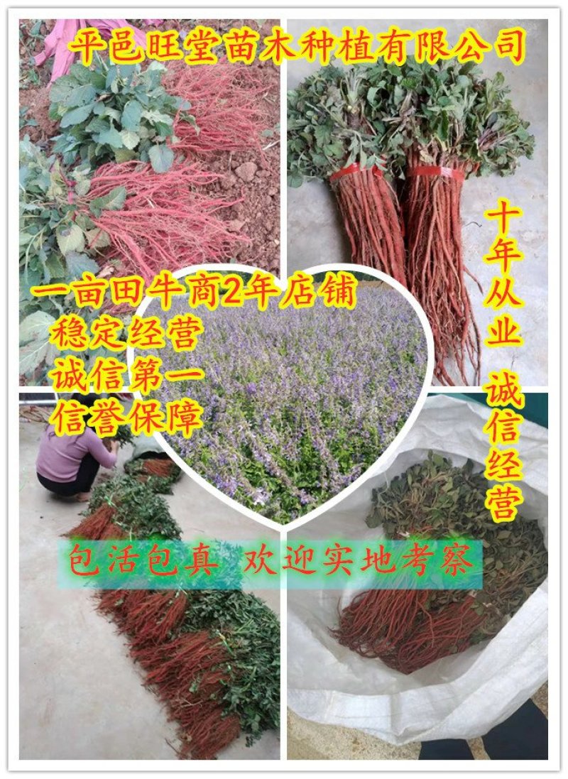 【精品】优质丹参苗包质量包成活率。包回收一条龙服务