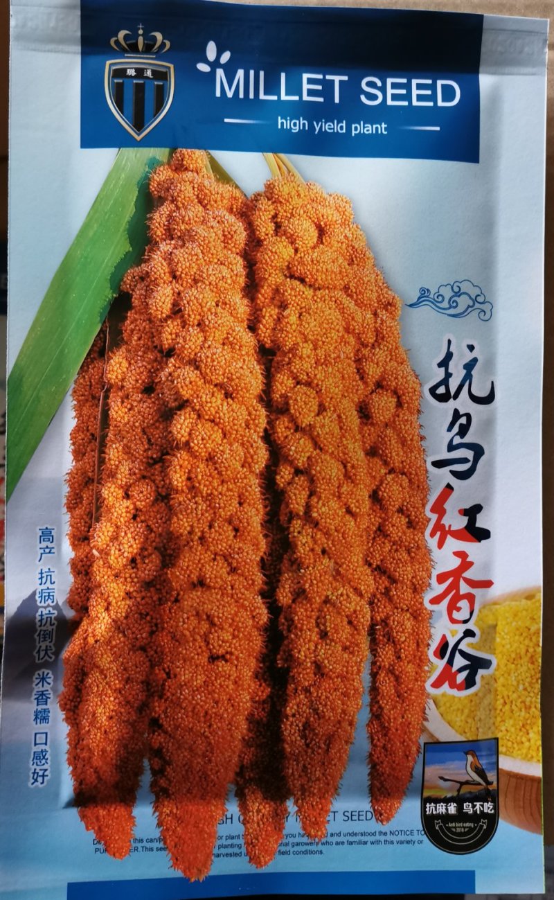 抗鸟红香谷产量高抗病抗倒伏红谷黄米米香糯口小米种子
