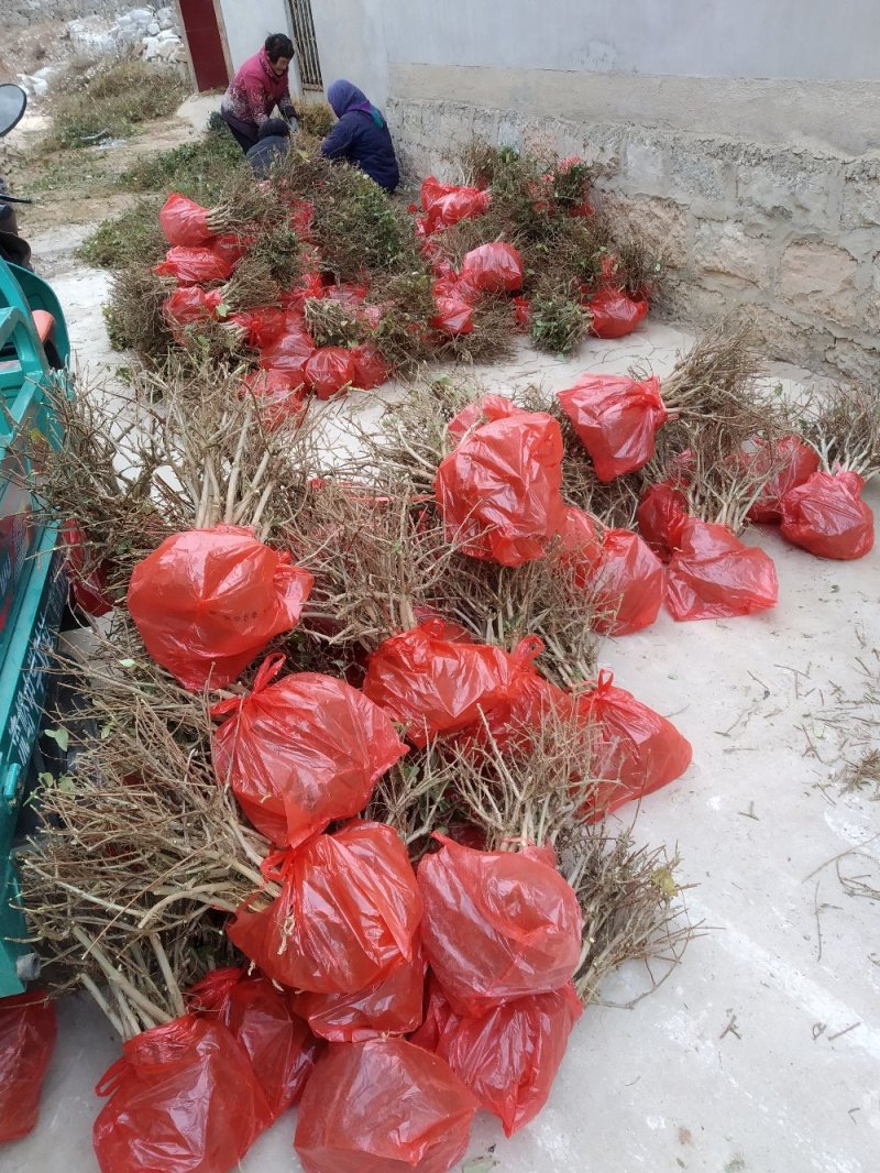 金银花苗四季花树形金银花苗，包成活率，包技术指导