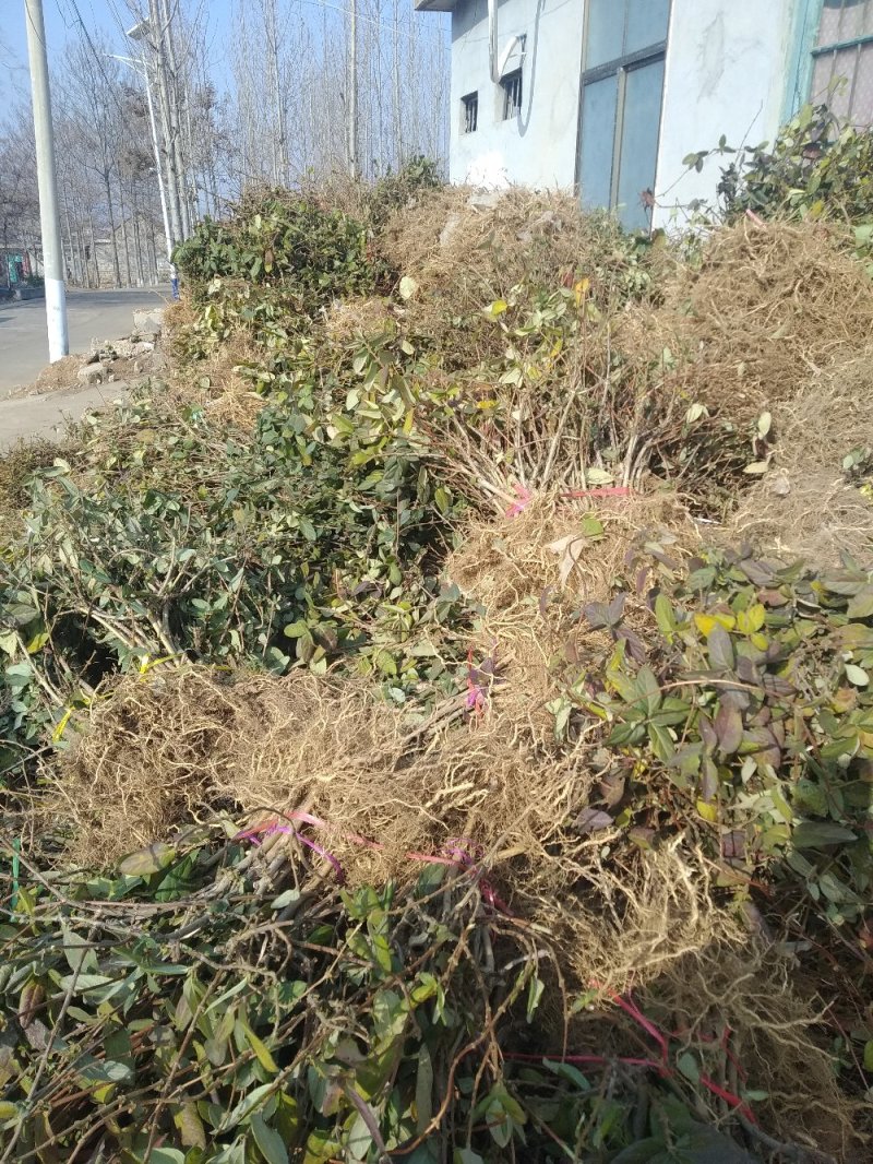 金银花苗四季花树形金银花苗，包成活率，包技术指导