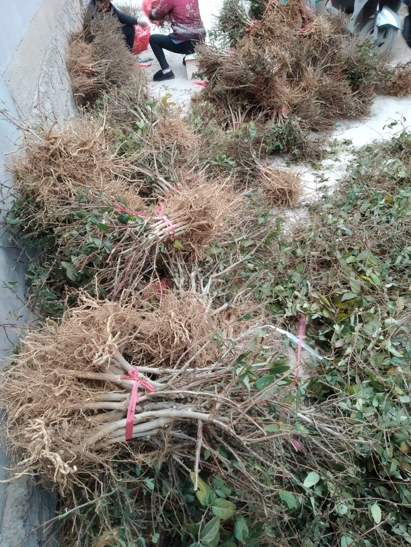 金银花苗四季花树形金银花苗，包成活率，包技术指导