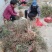 金银花苗药用金银花四季金银花育杰一号2年苗