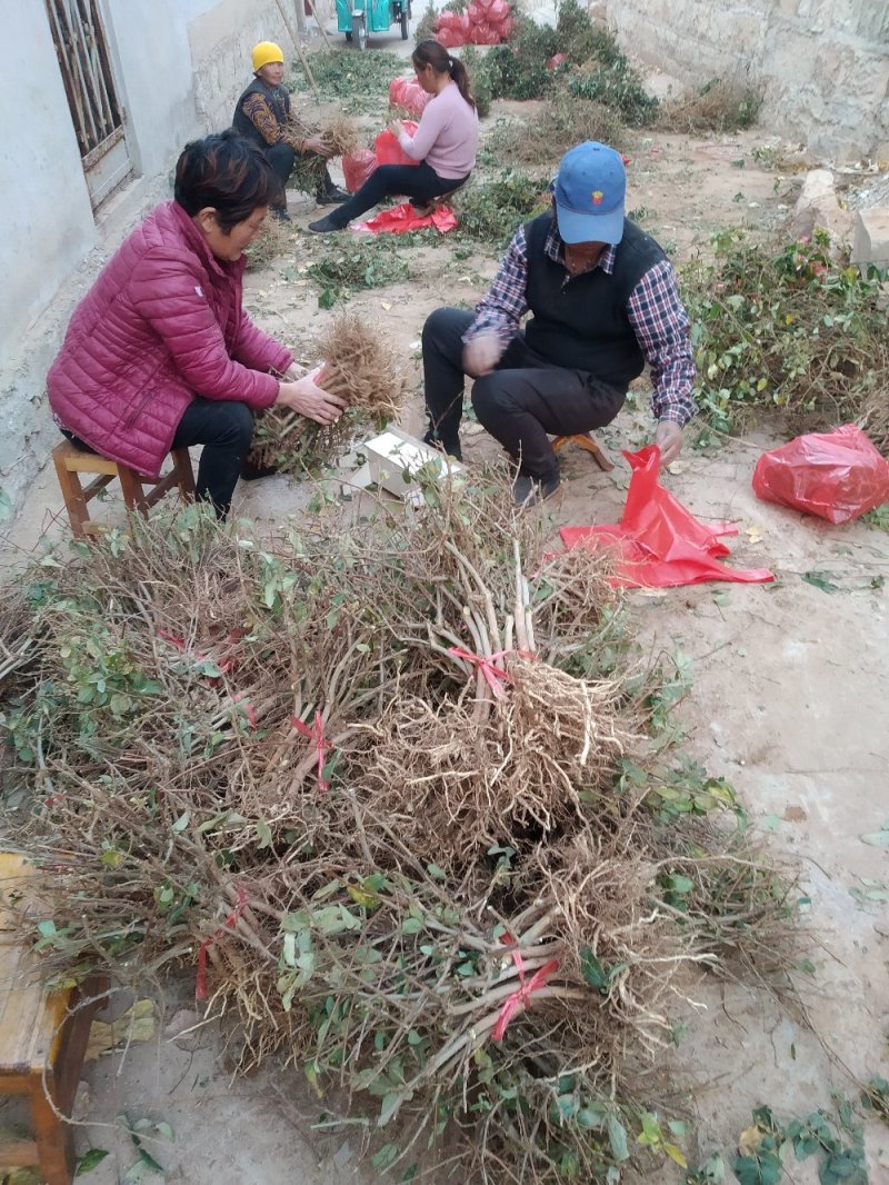 金银花苗药用金银花四季金银花育杰一号2年苗