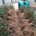 金银花苗药用金银花四季金银花育杰一号2年苗