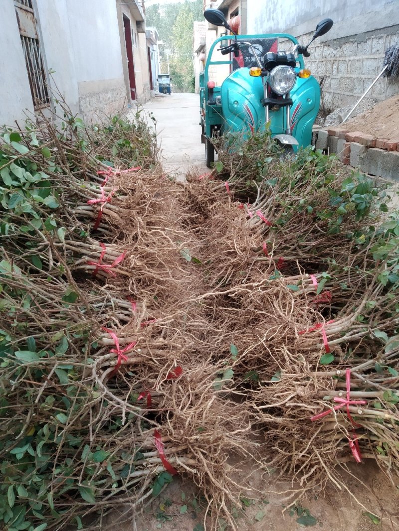 金银花苗药用金银花四季金银花育杰一号2年苗