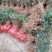 金银花苗药用金银花四季金银花育杰一号2年苗