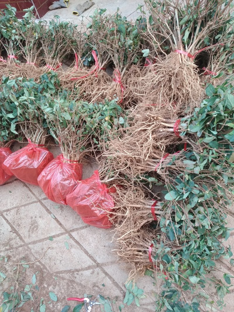 金银花苗药用金银花四季金银花育杰一号2年苗