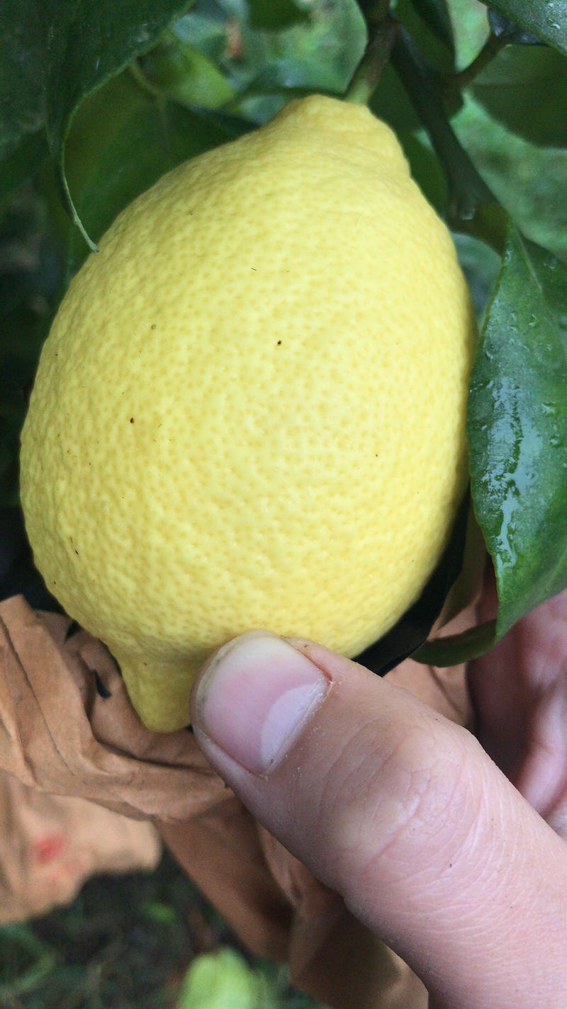 四川安岳黄柠檬皮薄多汁自家果园量大从优
