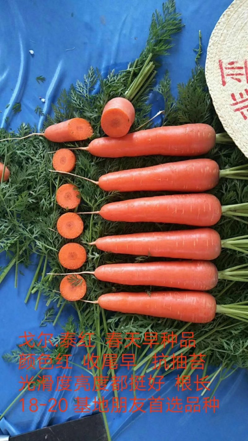 高端优质胡萝卜种子