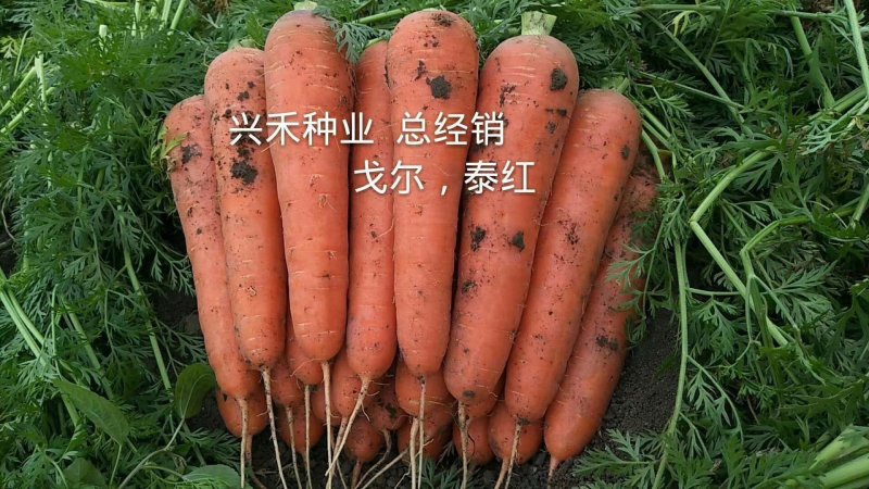 高端优质胡萝卜种子