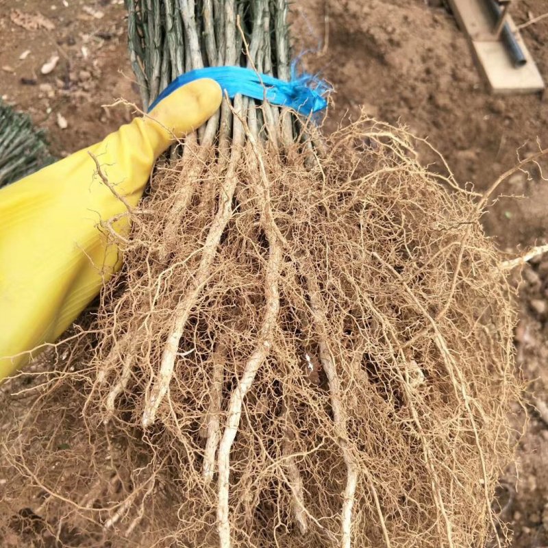 积壳苗地径0.5-以上，枳壳小苗大量批发包邮