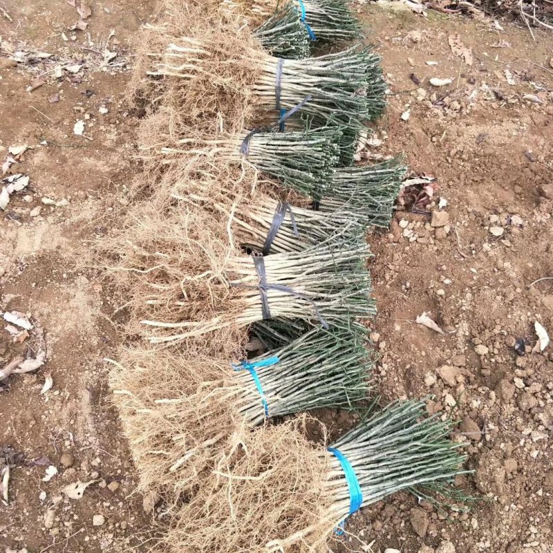 积壳苗地径0.5-以上，枳壳小苗大量批发包邮