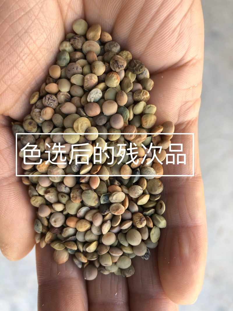 【有好货】甘肃小扁豆生扁豆芽芽苗菜批量批发