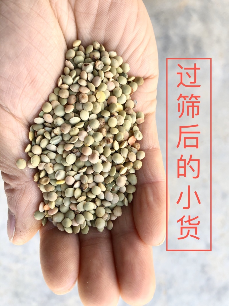 【有好货】甘肃小扁豆生扁豆芽芽苗菜批量批发