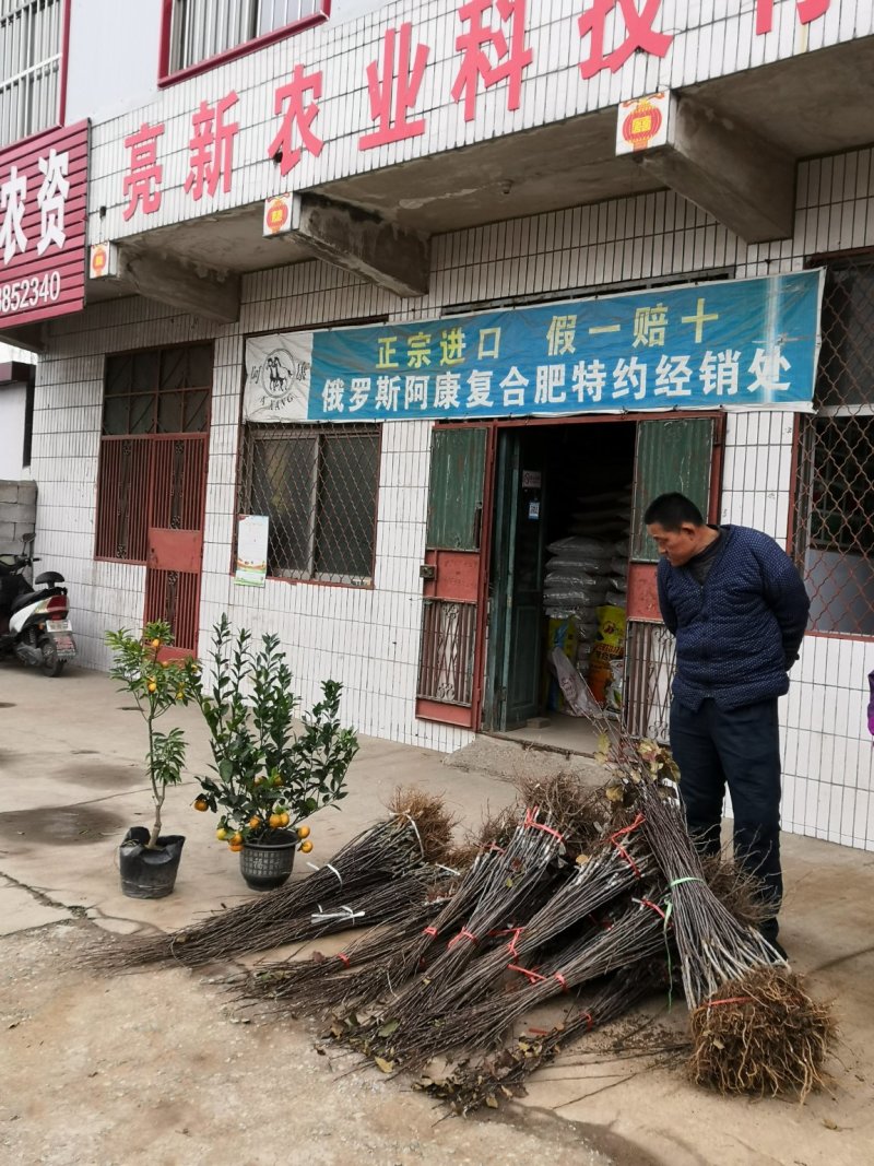 嫁接80公分沙糖桔树苗价格，金桔树苗，山东枳壳占木嫁接