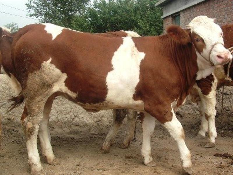 西门塔尔牛肉牛种牛犊检疫证明