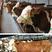 西门塔尔牛肉牛种牛犊检疫证明