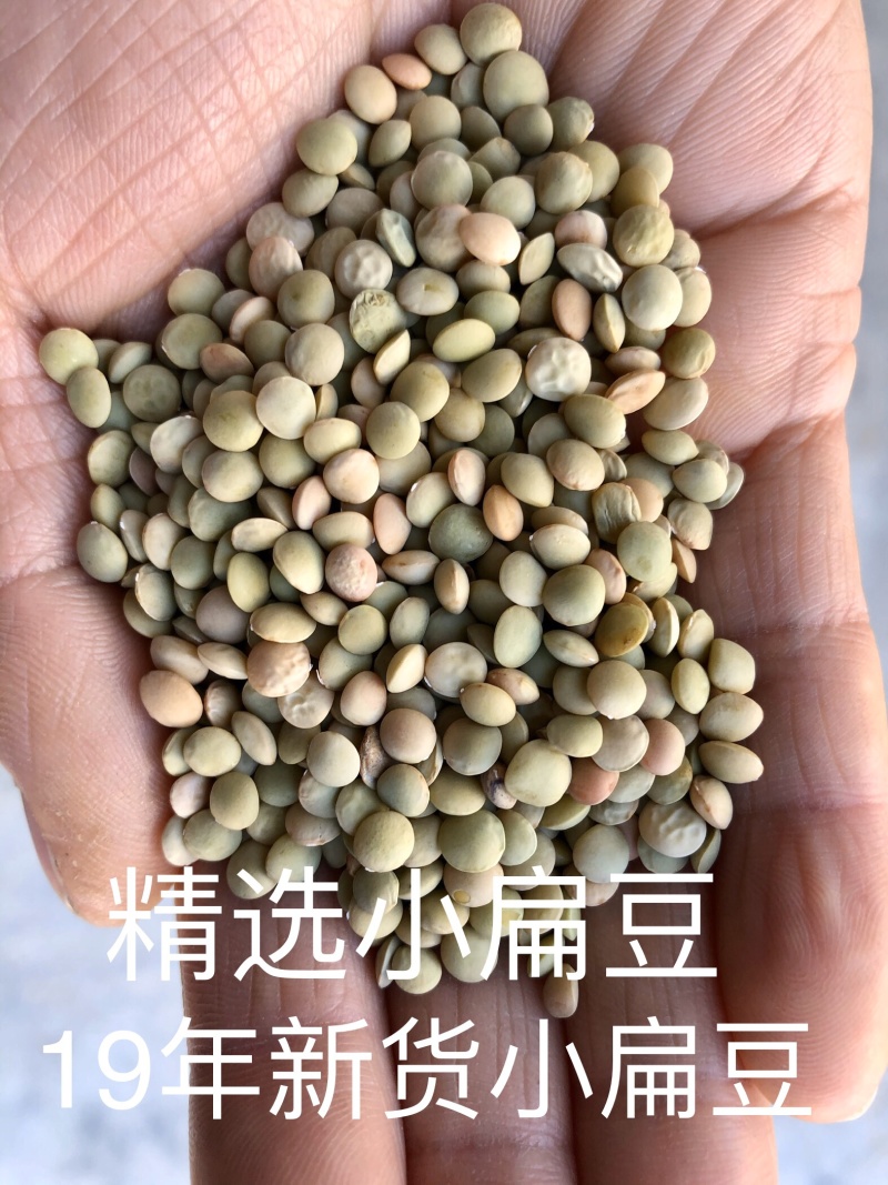 【有好货】甘肃小扁豆生扁豆芽芽苗菜批量批发