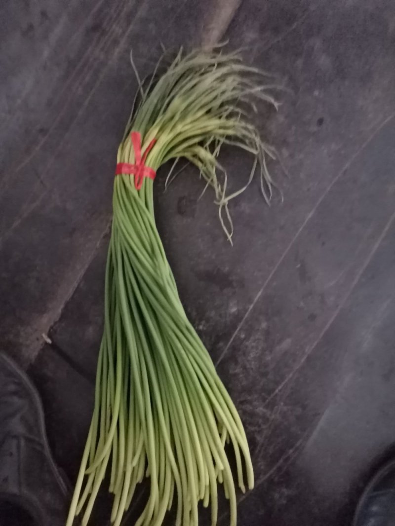 山东金乡红帽蒜薹！加工储存，代发全国市场！冷库出租，