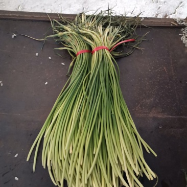 山东金乡红帽蒜薹！加工储存，代发全国市场！冷库出租，