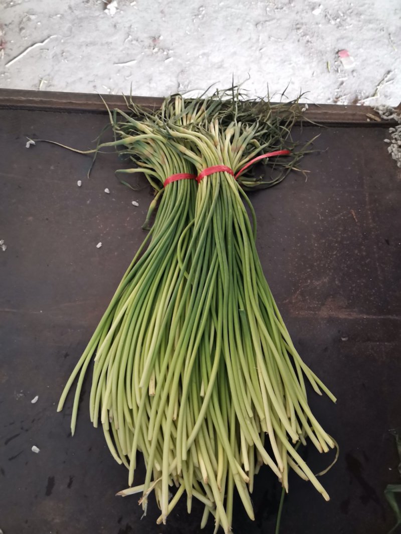 山东金乡红帽蒜薹！加工储存，代发全国市场！冷库出租，
