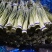 山东金乡红帽蒜薹！加工储存，代发全国市场！冷库出租，