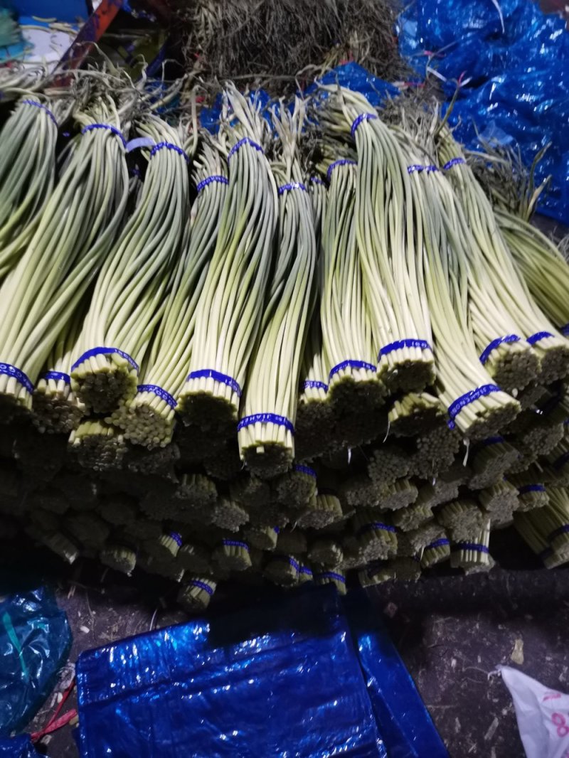 山东金乡红帽蒜薹！加工储存，代发全国市场！冷库出租，