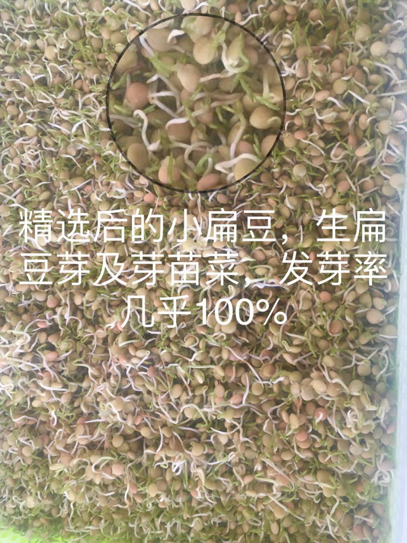 【有好货】甘肃小扁豆生扁豆芽芽苗菜批量批发