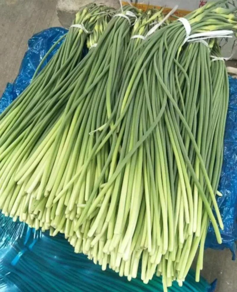 金乡红毛蒜薹50~60厘米冷库蒜薹货源充足