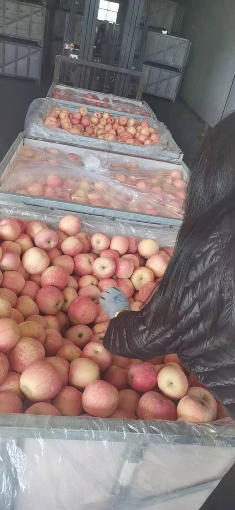 正宗栖霞苹果三级果纸袋苹果，价格便宜质量好