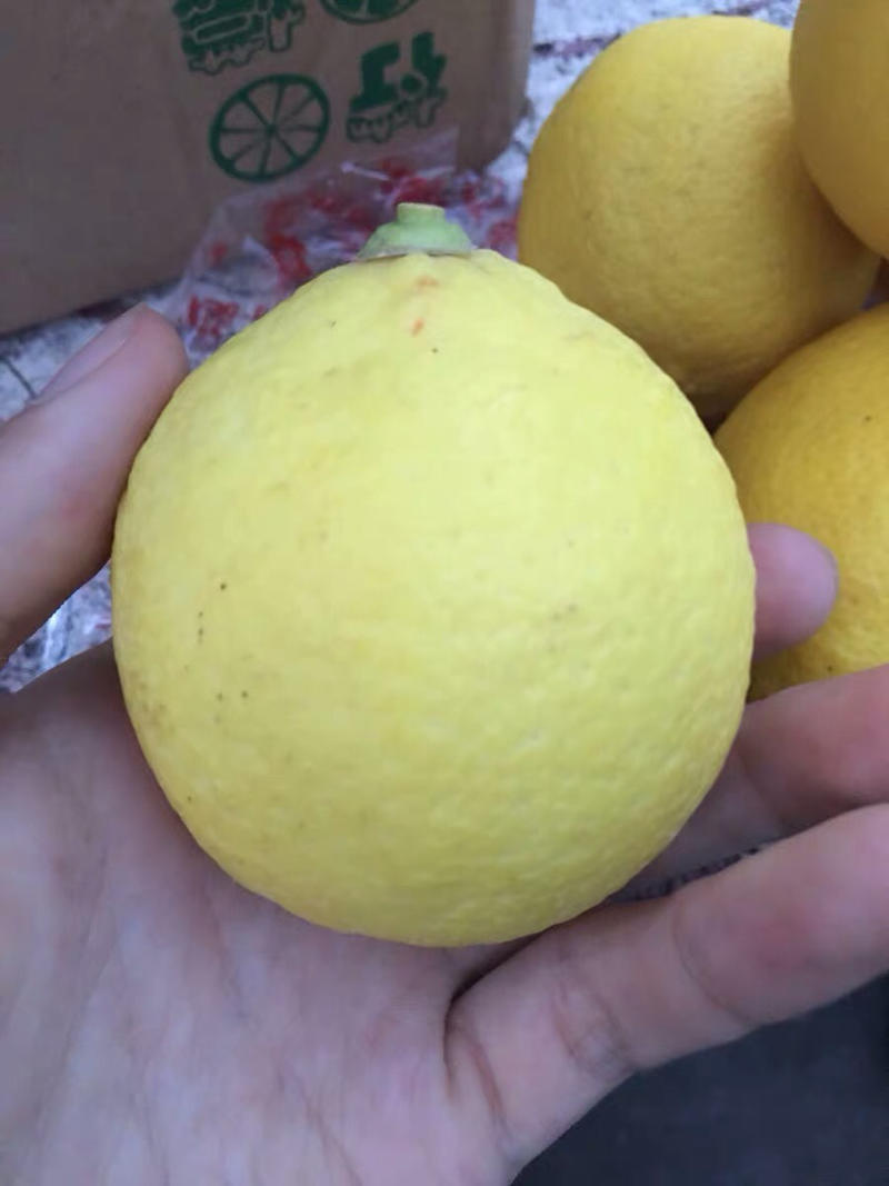 【聚便宜】安岳黄柠檬一级小果特价包邮一件代发