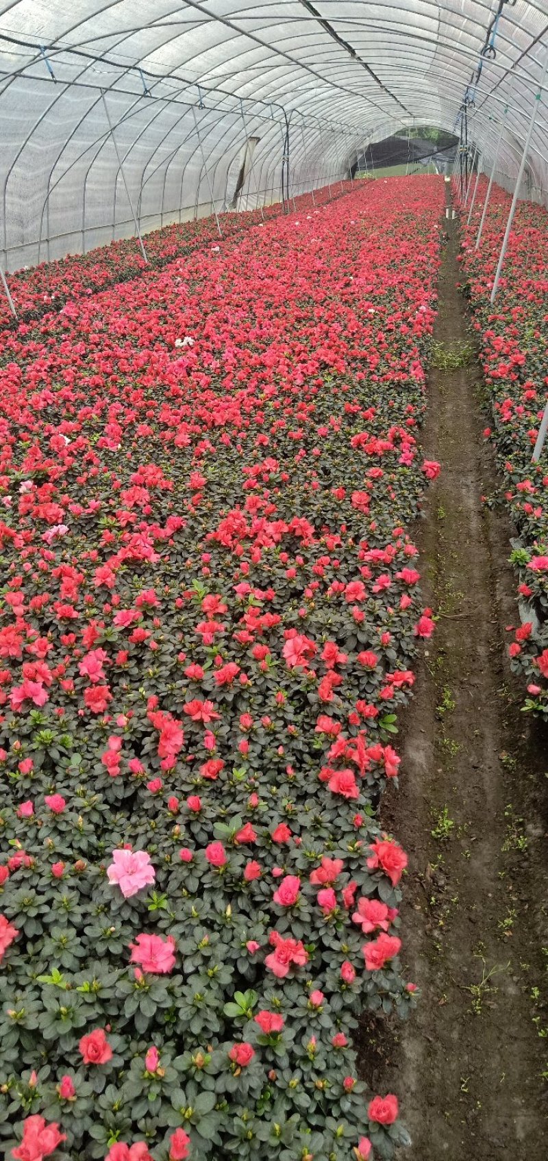 精选杜鹃花绿化工程苗基地直销欢迎实地考察