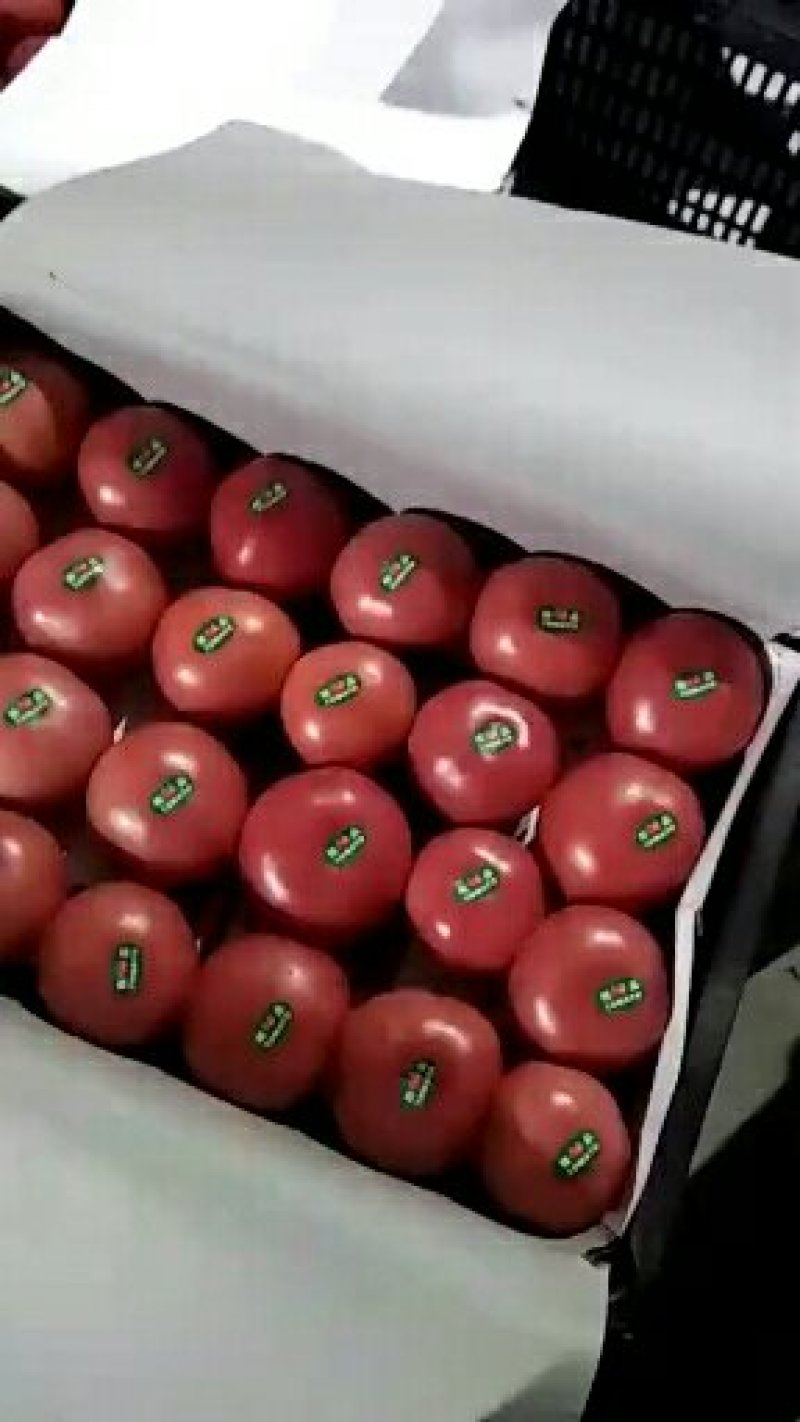 西红柿，果型圆满，颜色红，亮，硬度杠杠的