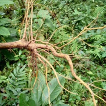 白花牛奶根野生白花牛奶根