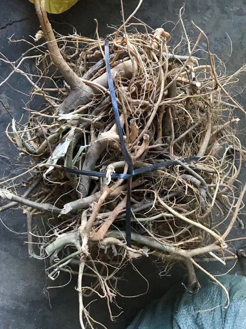 白花牛奶根野生白花牛奶根