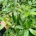 白花牛奶根野生白花牛奶根