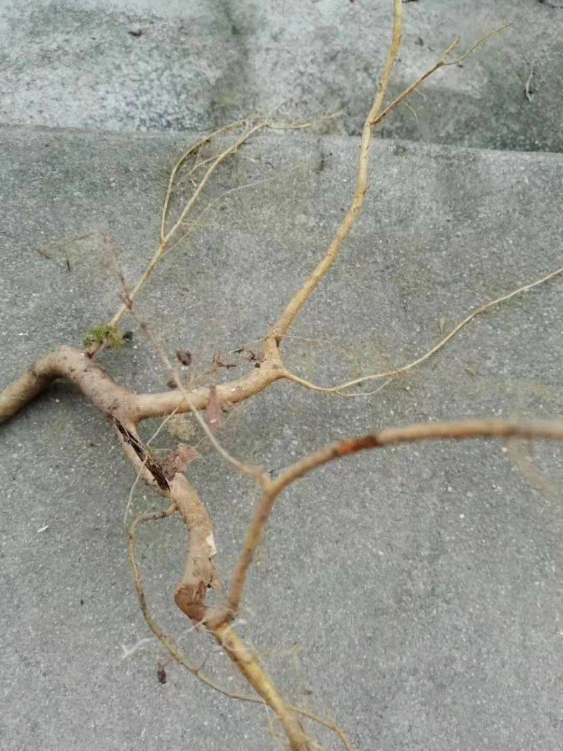 白花牛奶根野生白花牛奶根